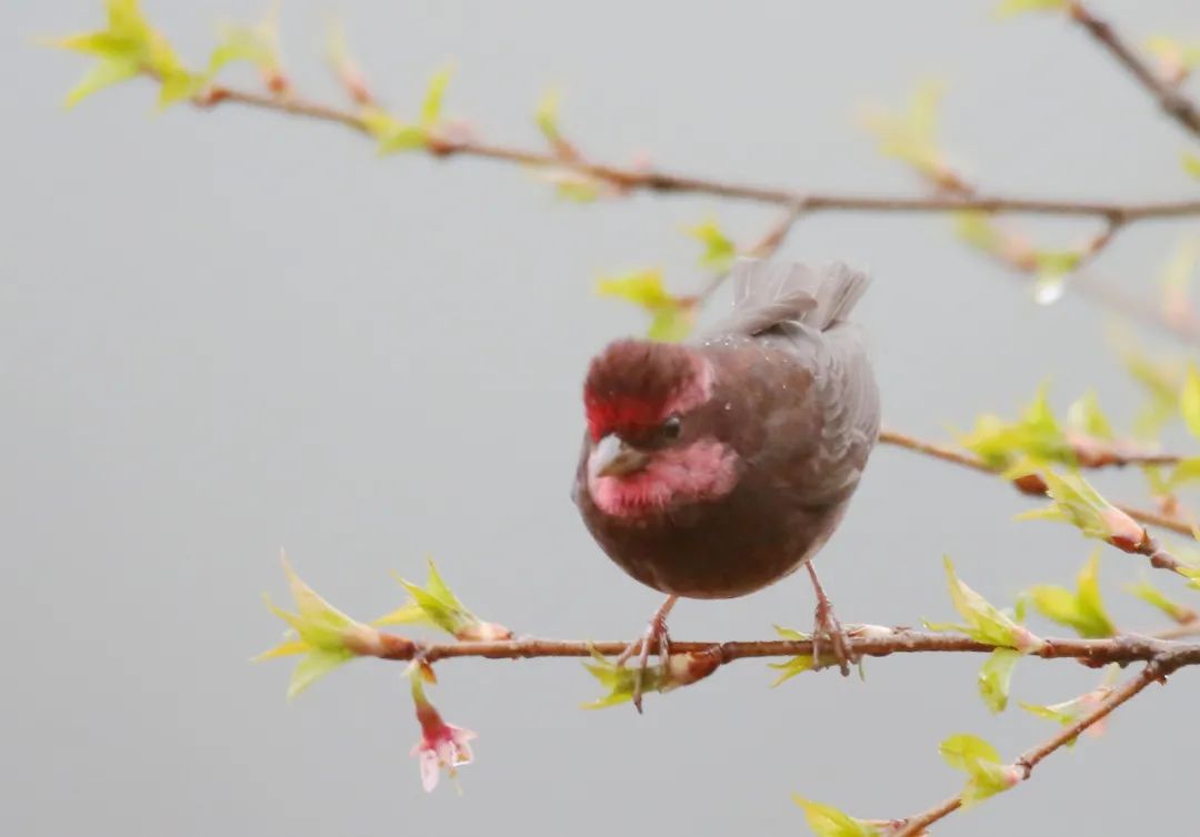 birdWatching
