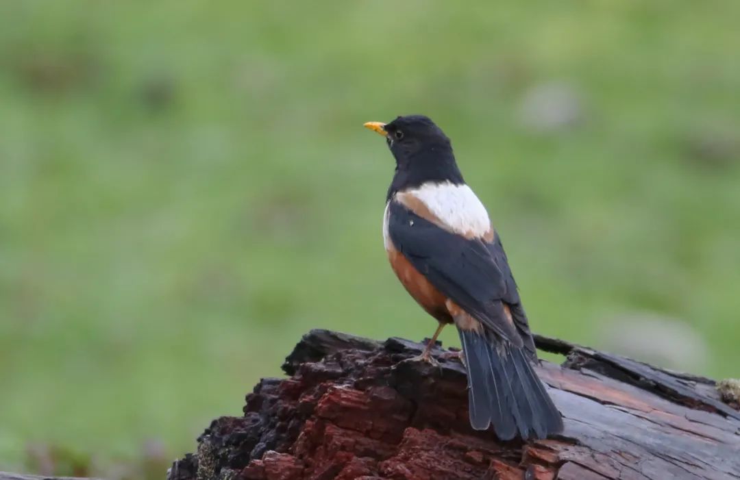birdWatching