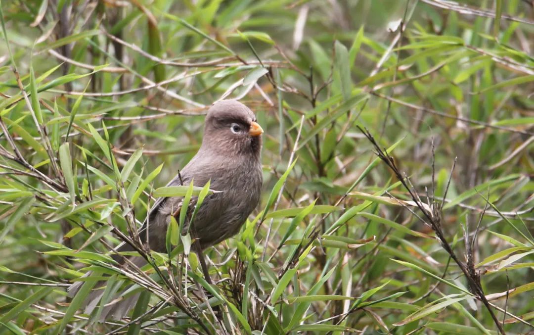 birdWatching
