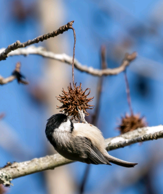 birdWatching