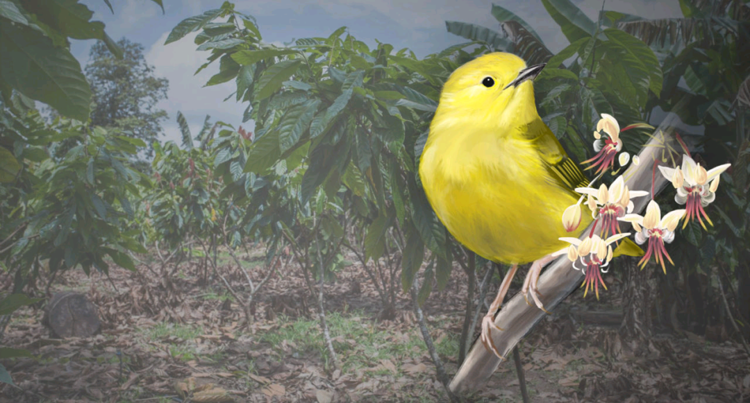 birdWatching