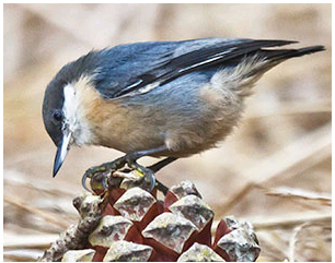 birdWatching