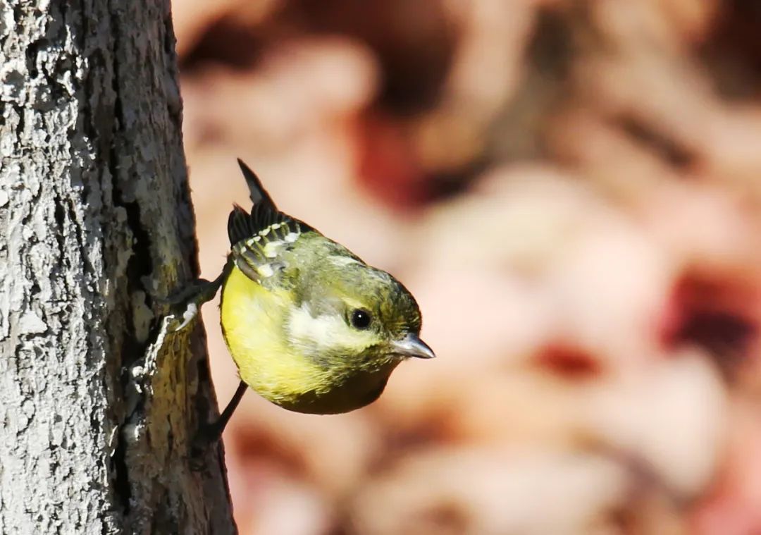 birdWatching