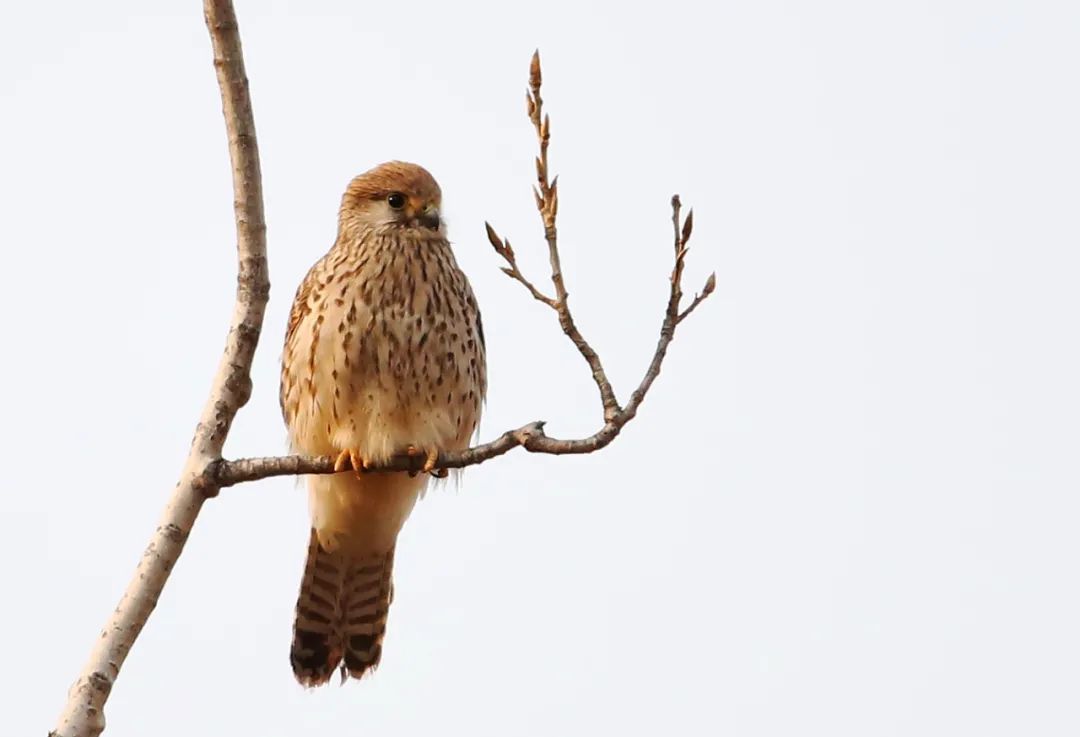 birdWatching