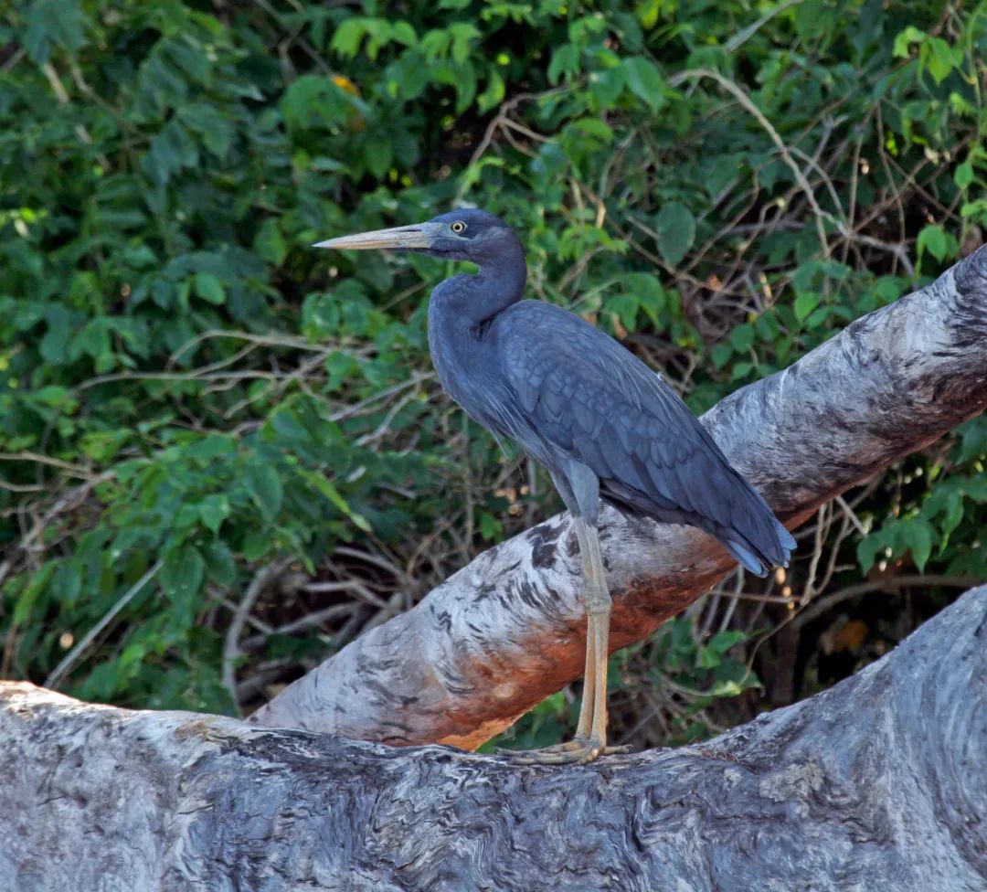 birdWatching