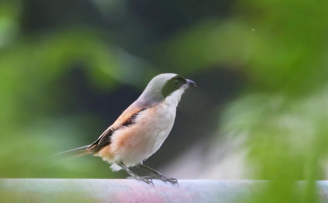 birdWatching