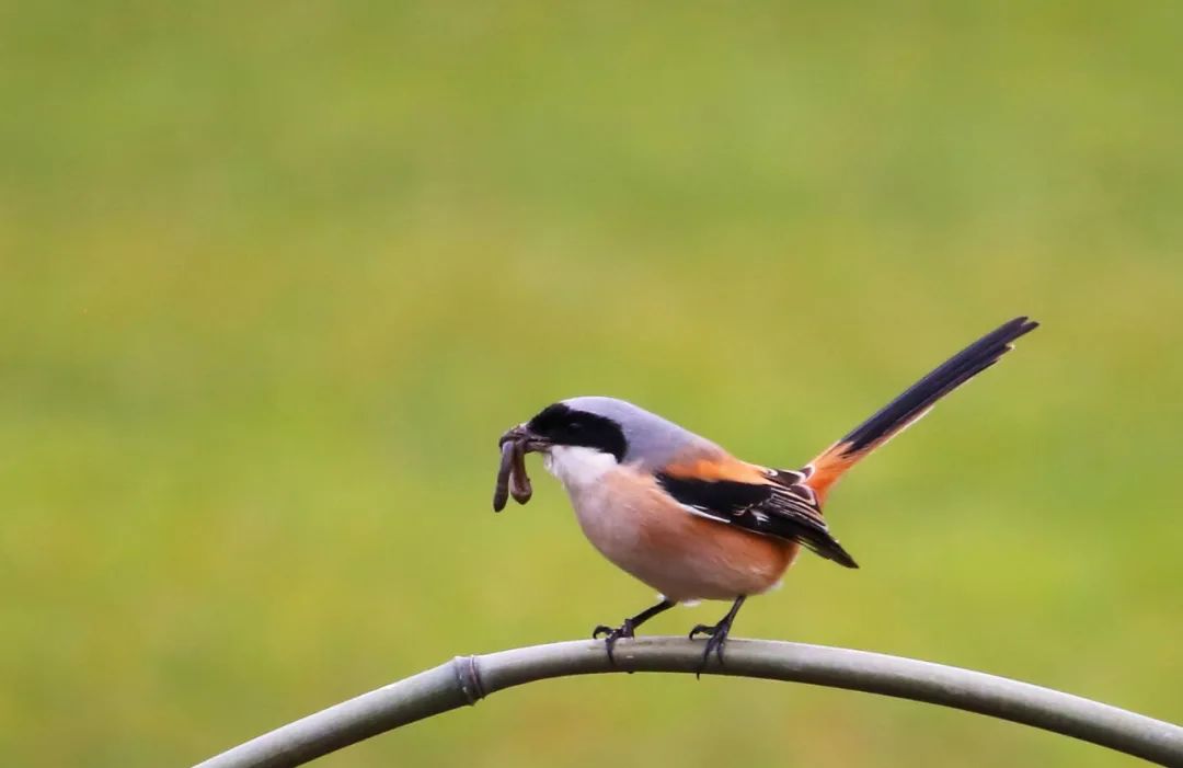 birdWatching