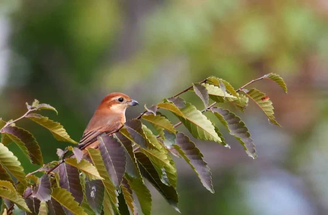 birdWatching