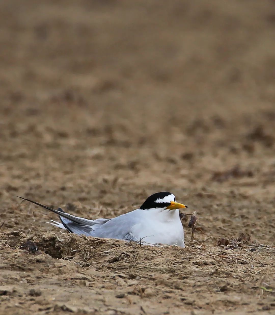 birdWatching