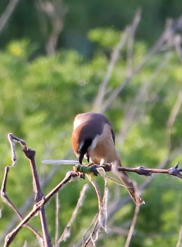birdWatching