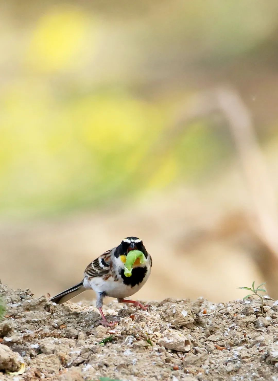 birdWatching