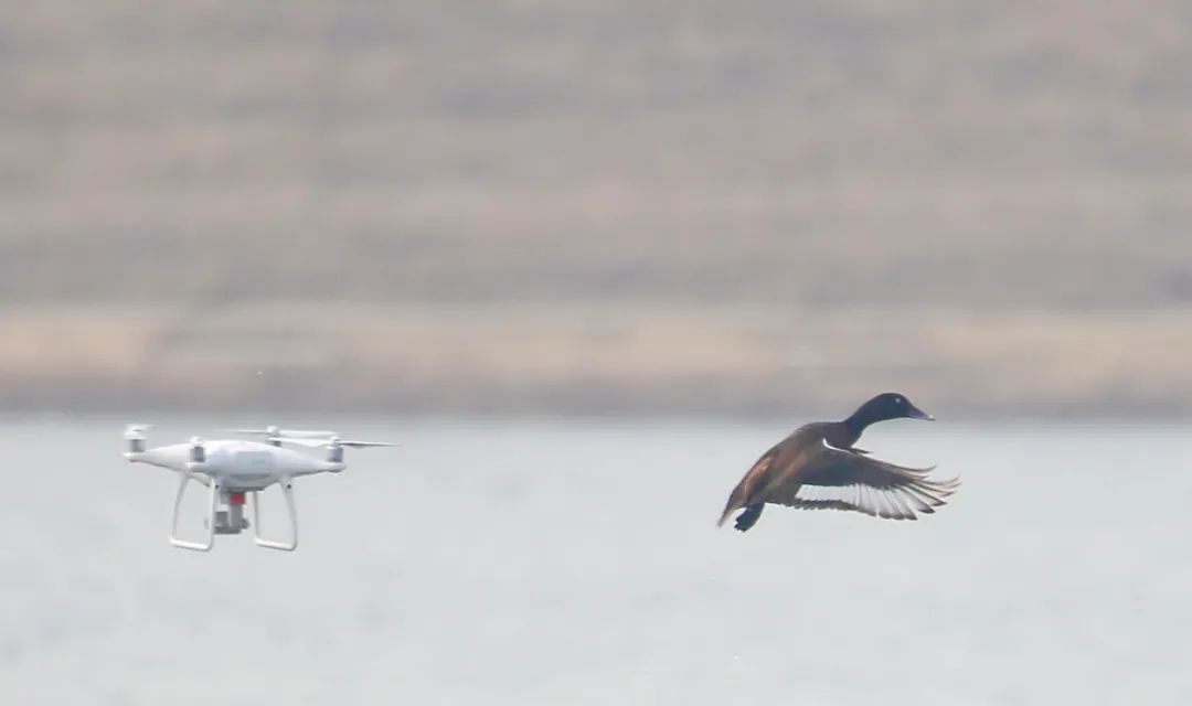 birdWatching