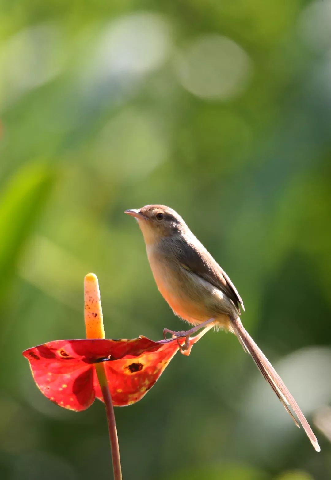 birdWatching