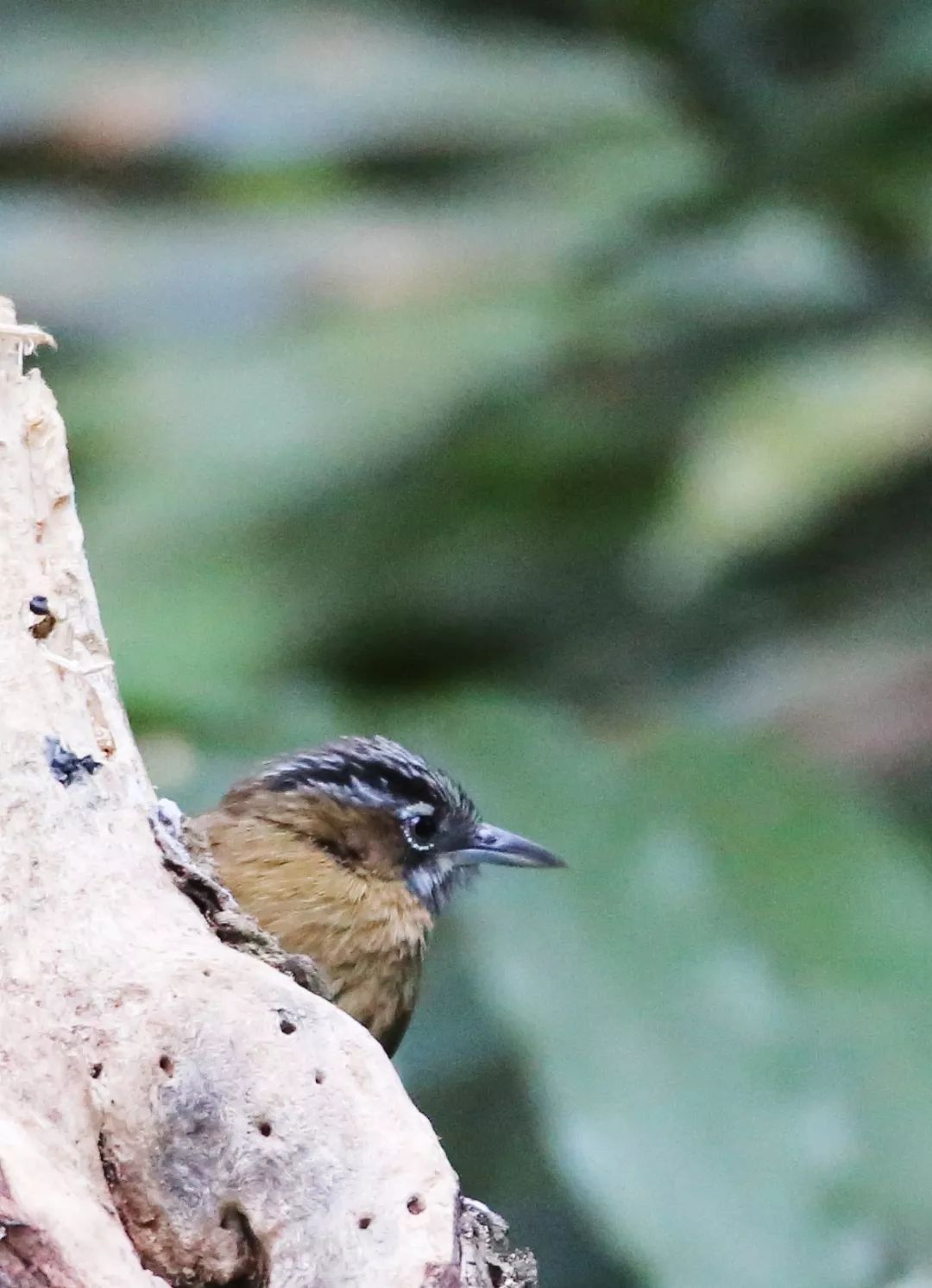 birdWatching