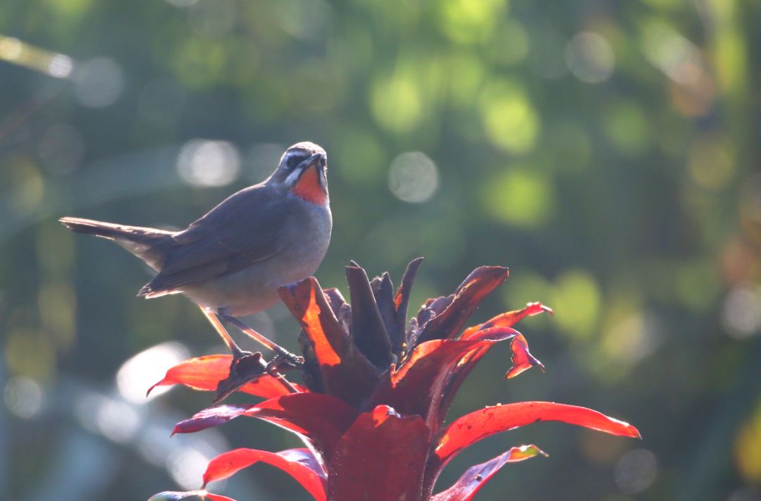 birdWatching