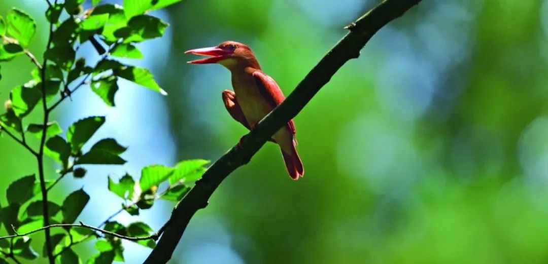 birdWatching