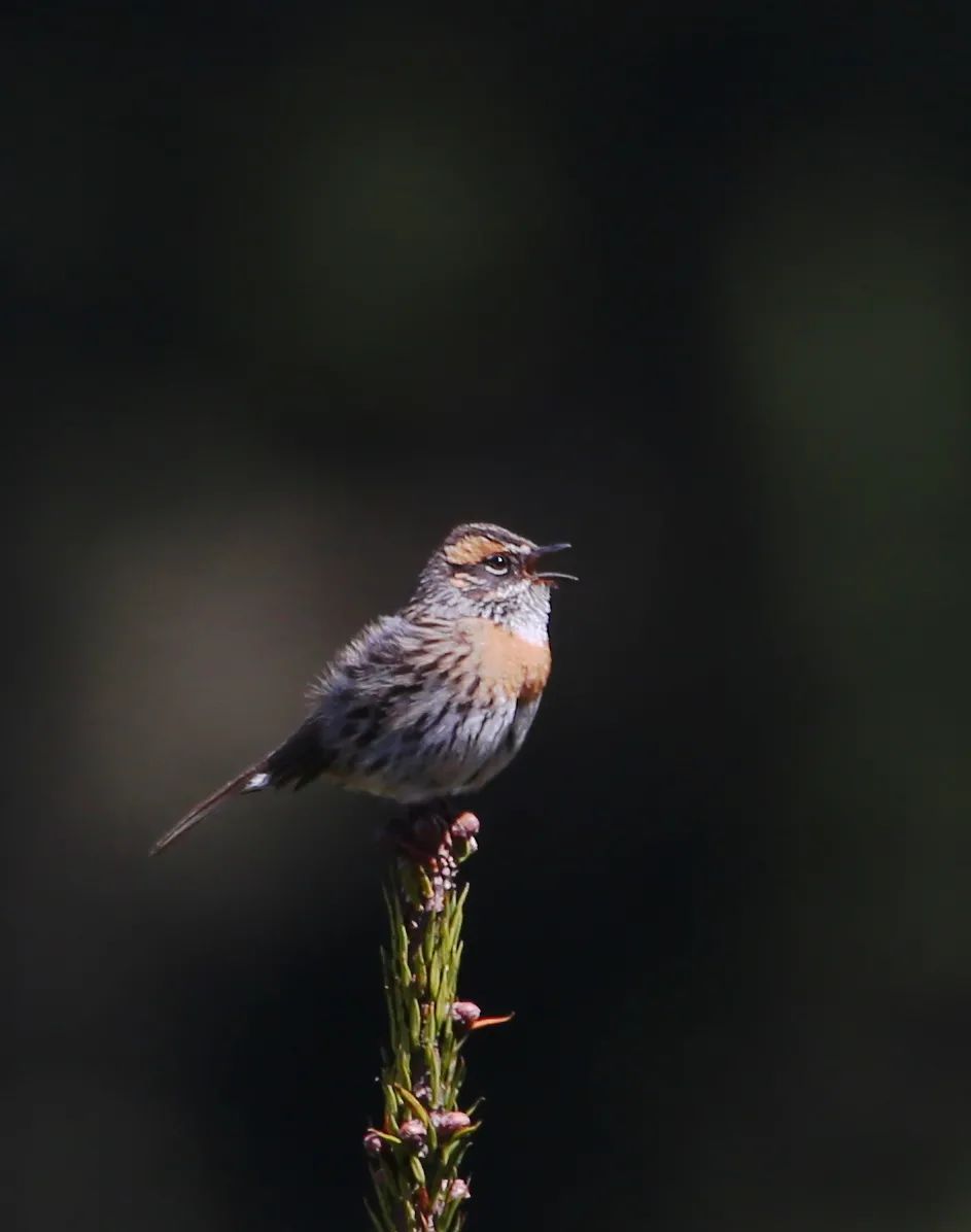 birdWatching