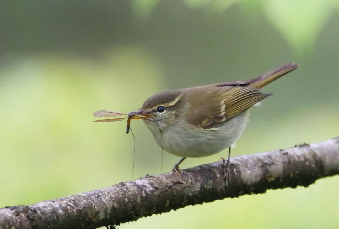 birdWatching