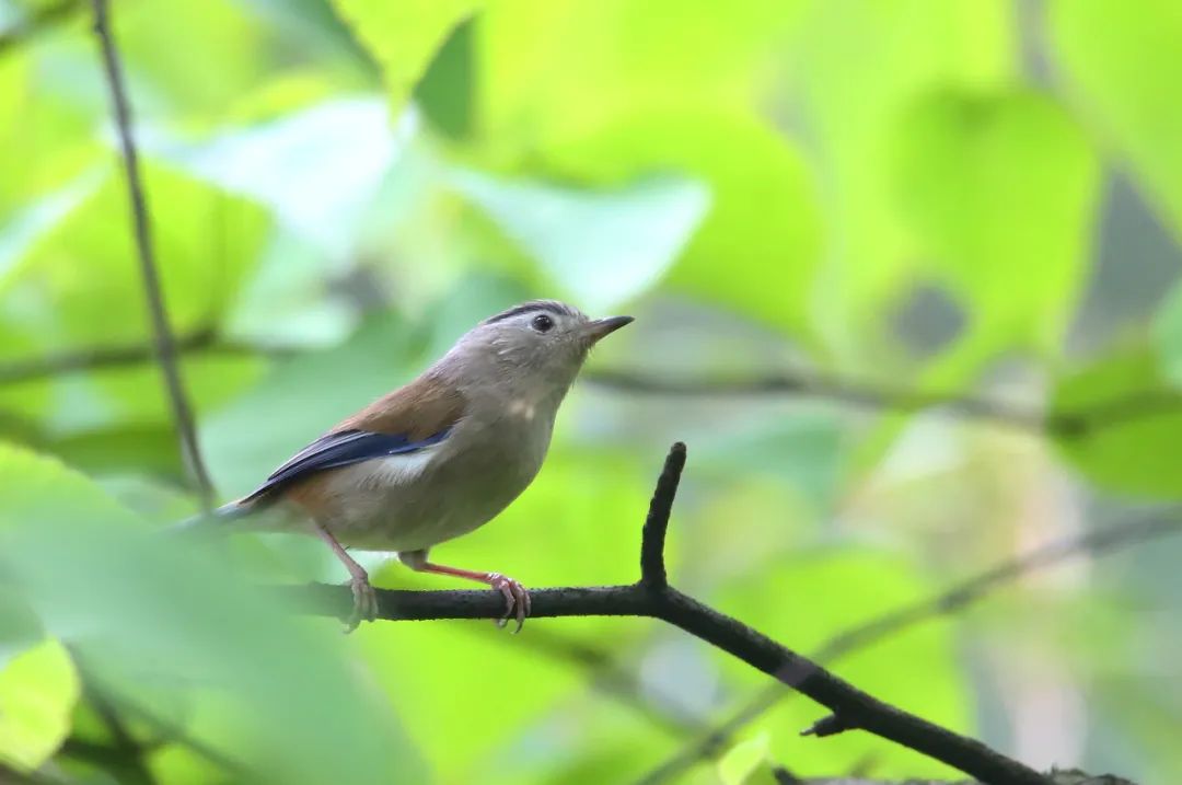 birdWatching