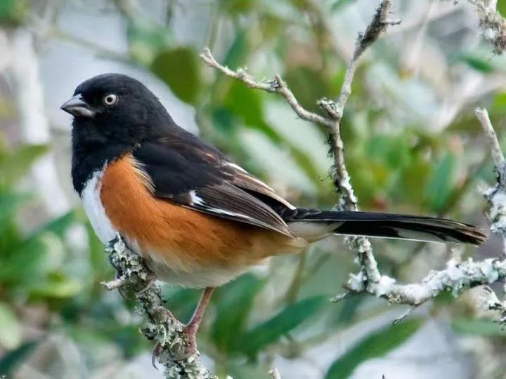 birdWatching