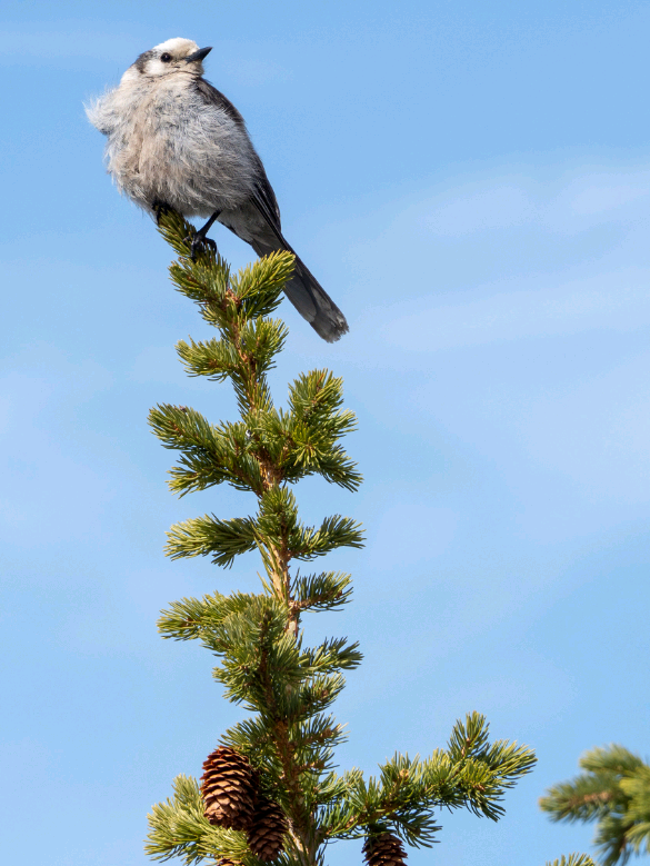 birdWatching