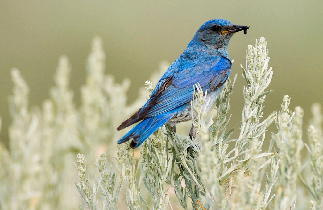 birdWatching