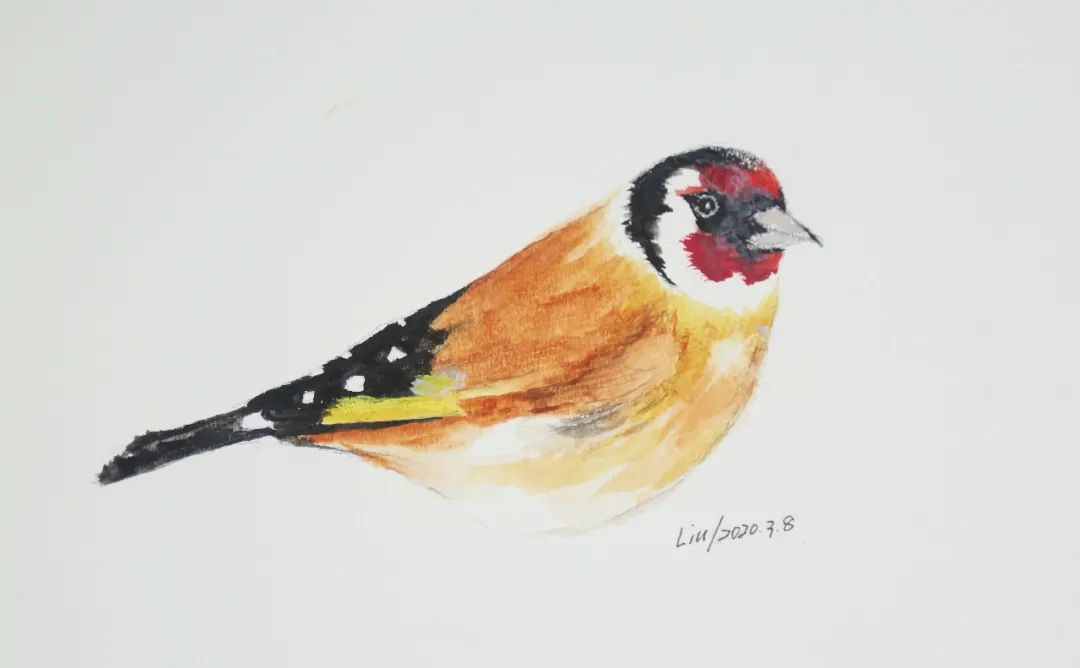 birdWatching