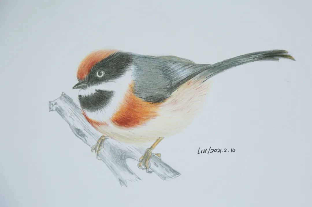 birdWatching