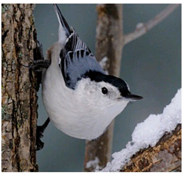 birdWatching