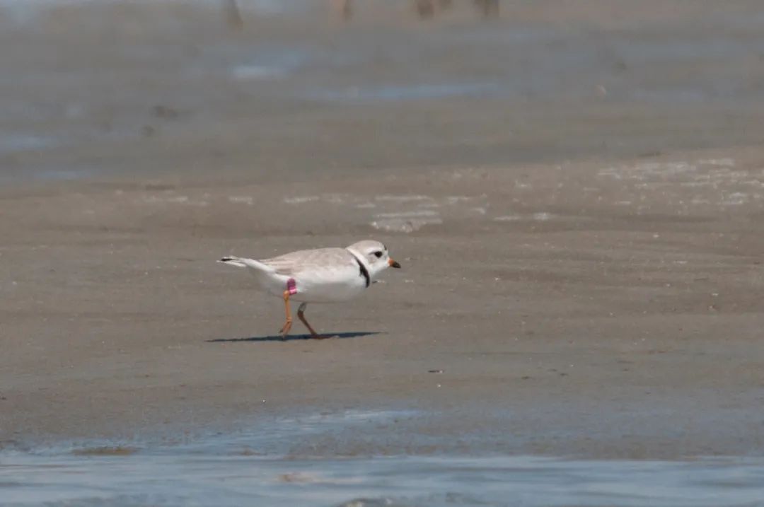 birdWatching