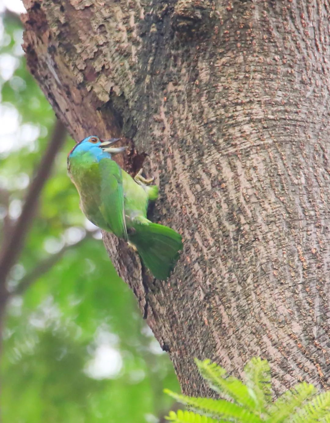 birdWatching