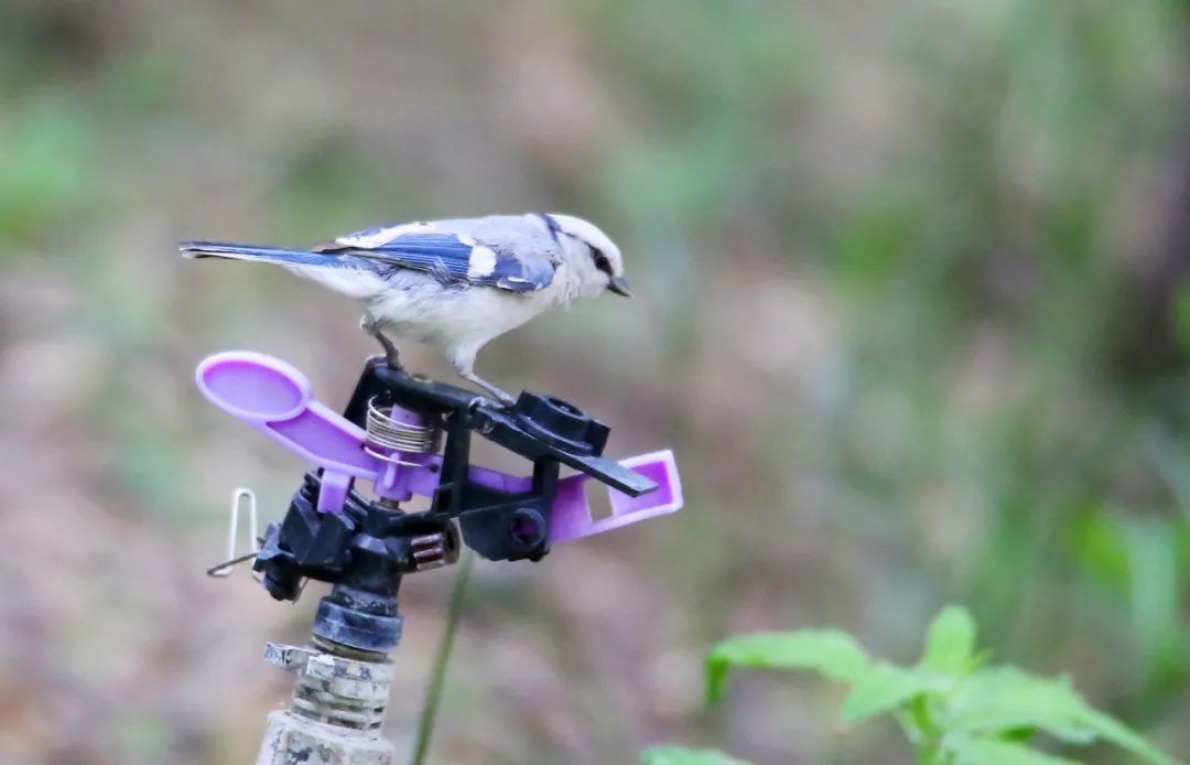 birdWatching