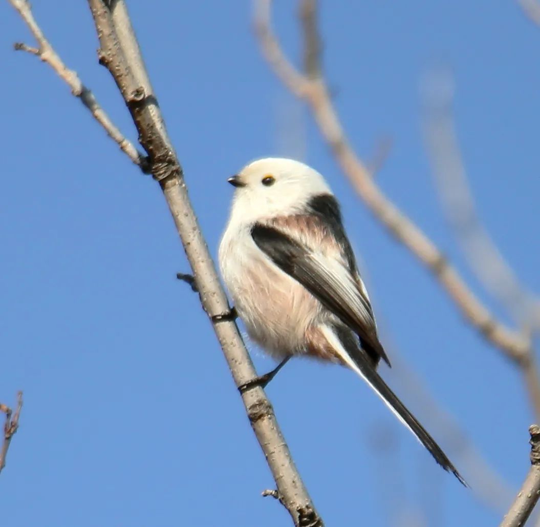 birdWatching