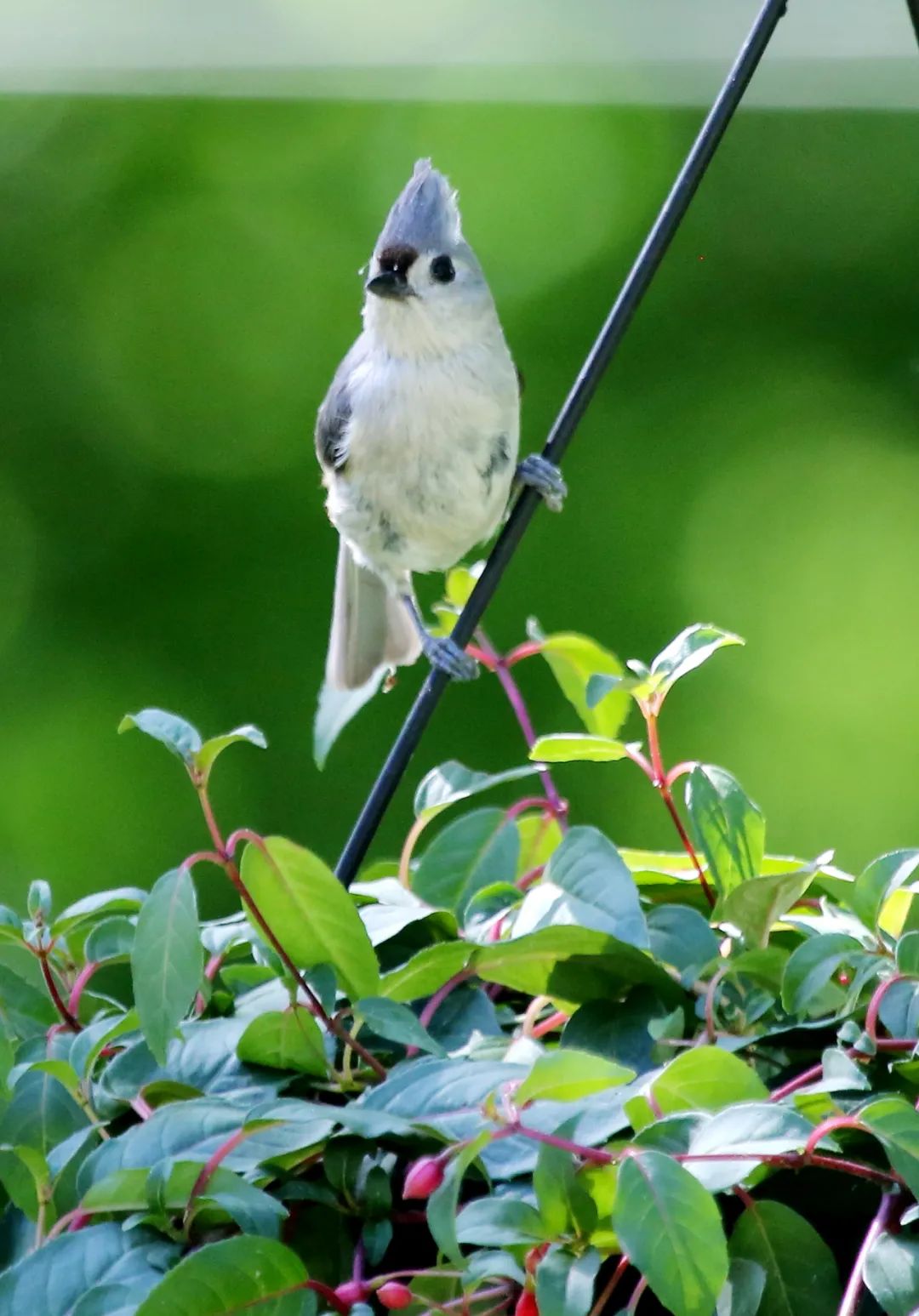 birdWatching