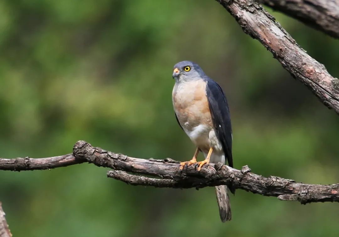 birdWatching