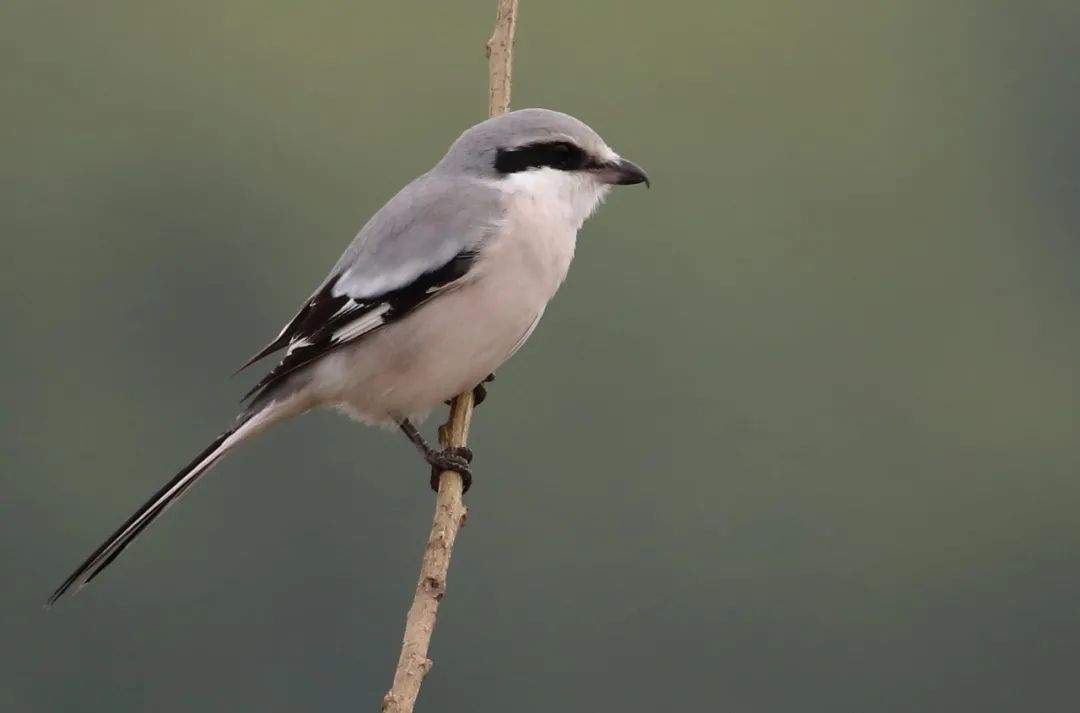 birdWatching