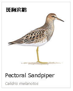 birdWatching birdWatching