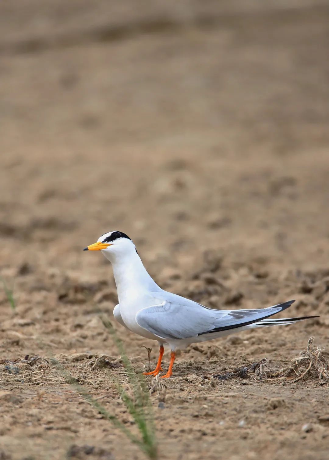 birdWatching
