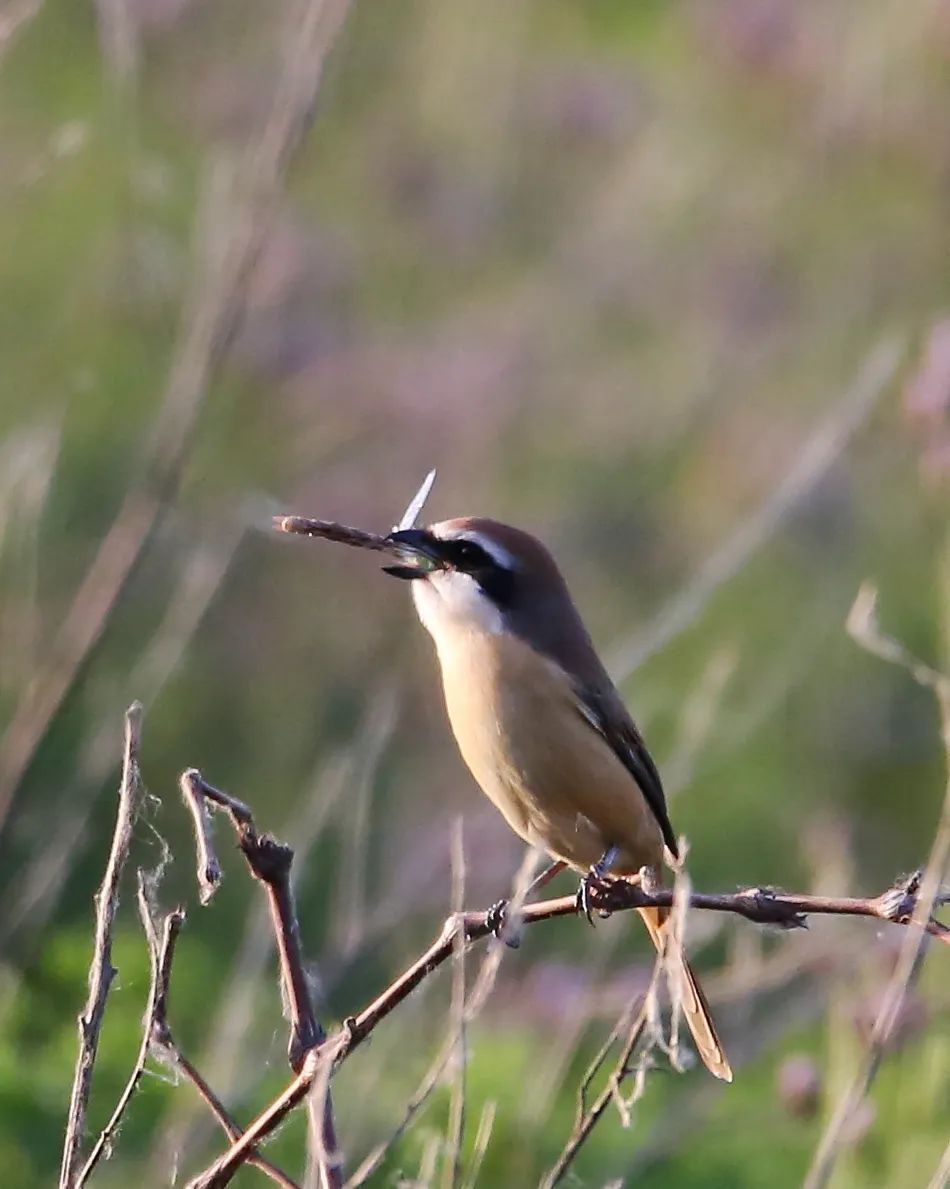 birdWatching