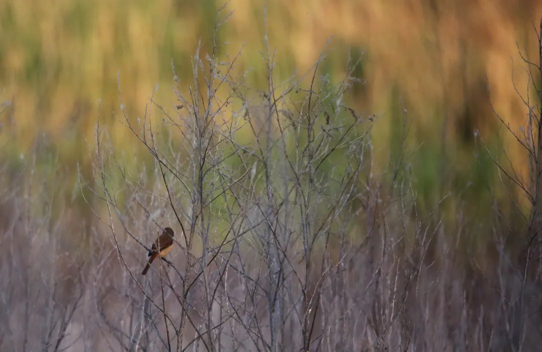 birdWatching