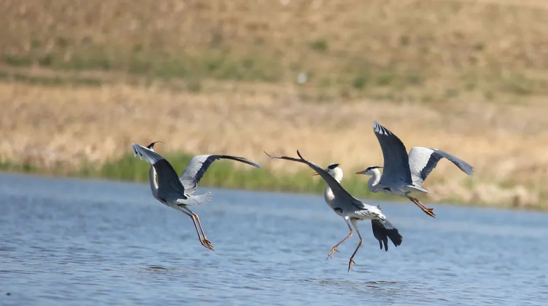 birdWatching