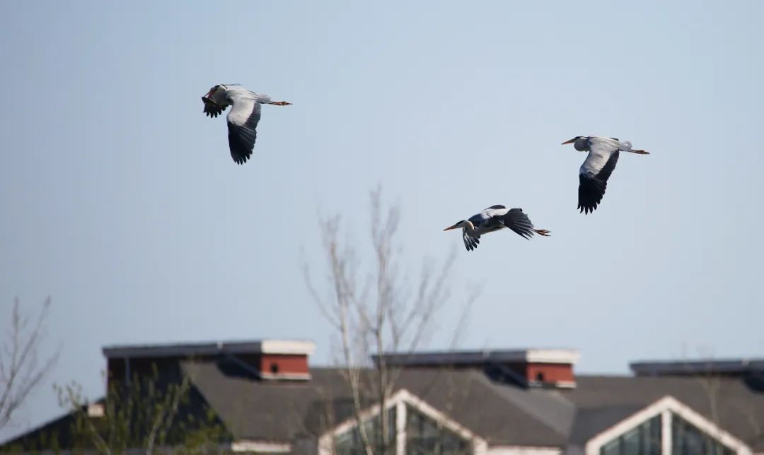 birdWatching