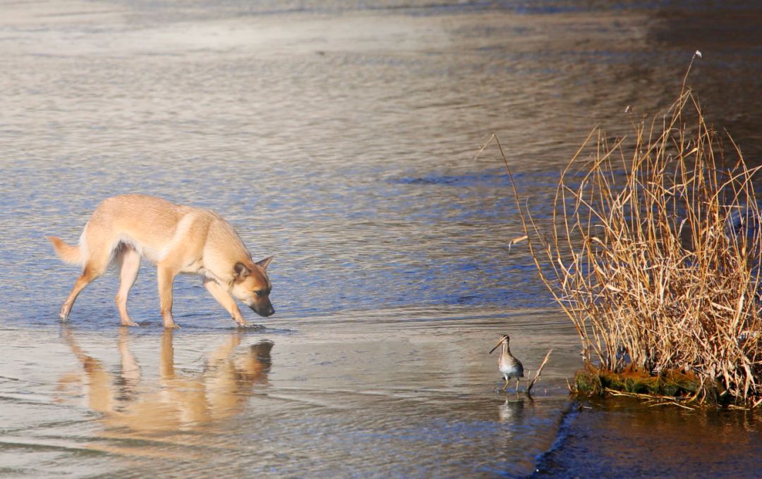 birdWatching