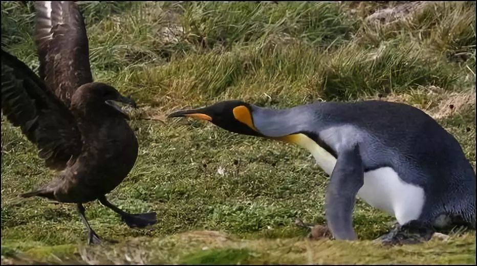 birdWatching