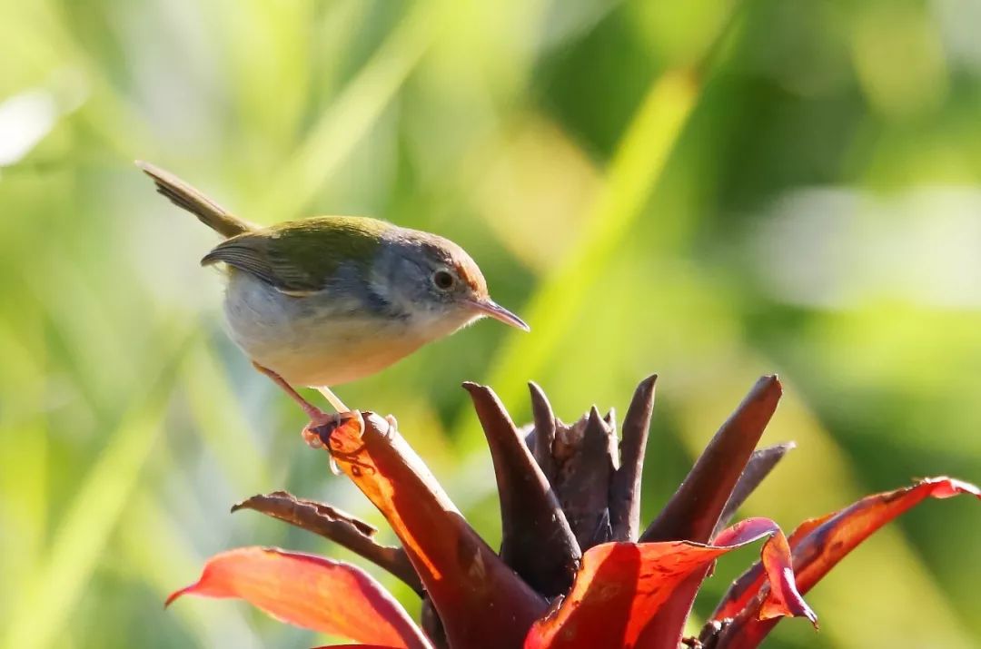 birdWatching