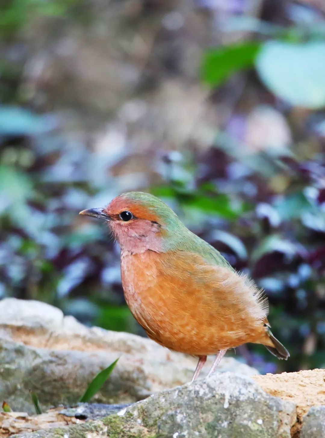 birdWatching