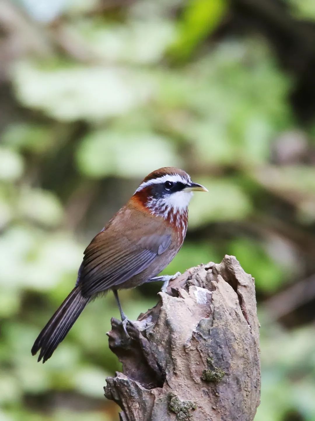 birdWatching