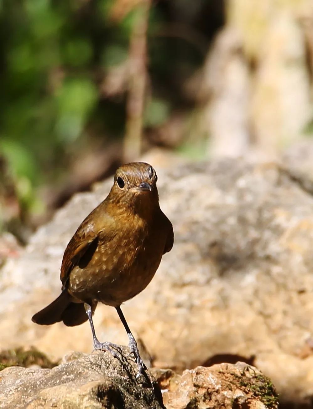 birdWatching