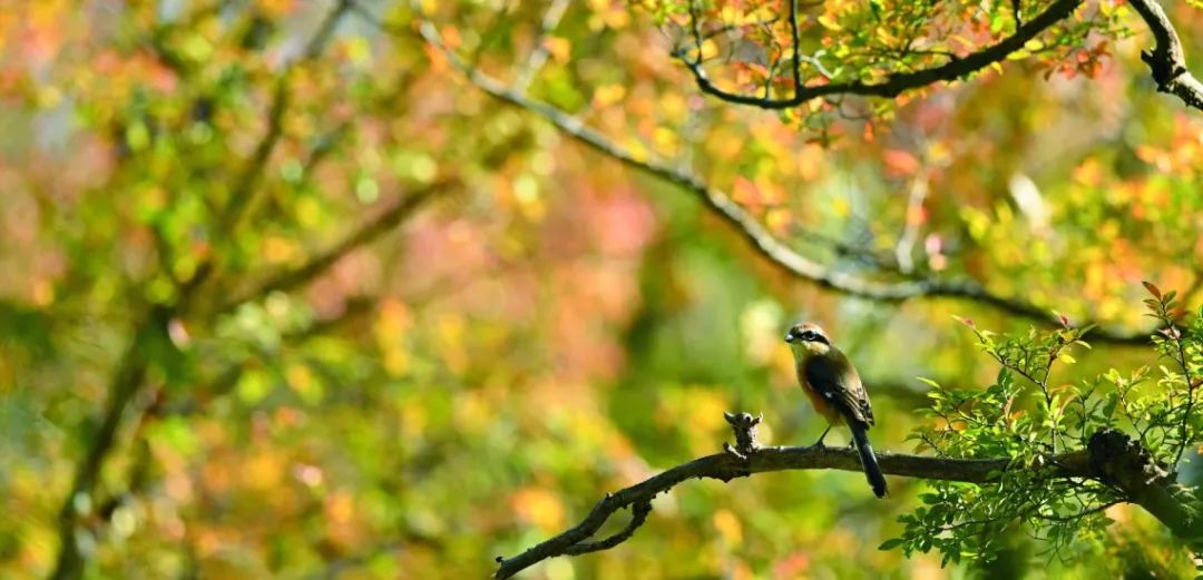birdWatching