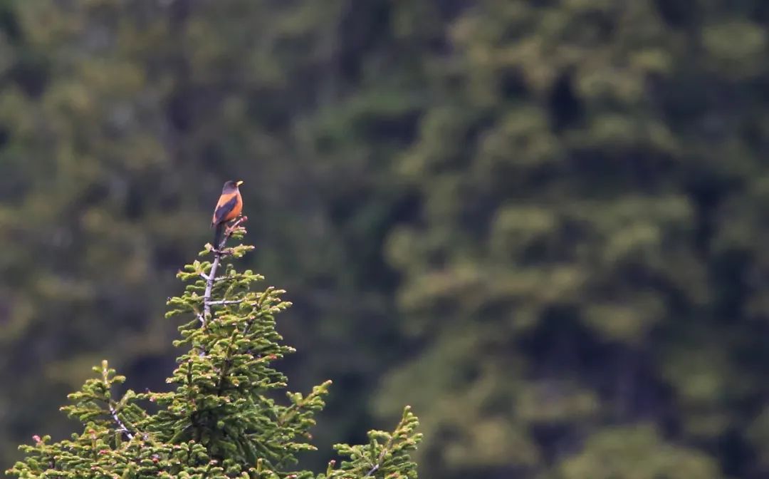 birdWatching
